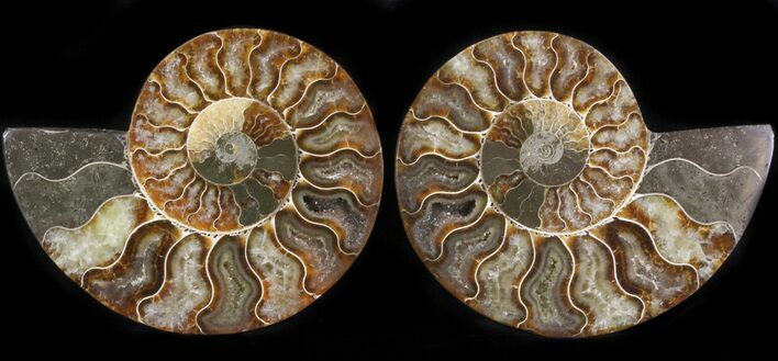 Polished Ammonite Pair - Agatized #41181